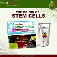 Origin of Stem Cell