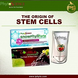 Double Stem cell